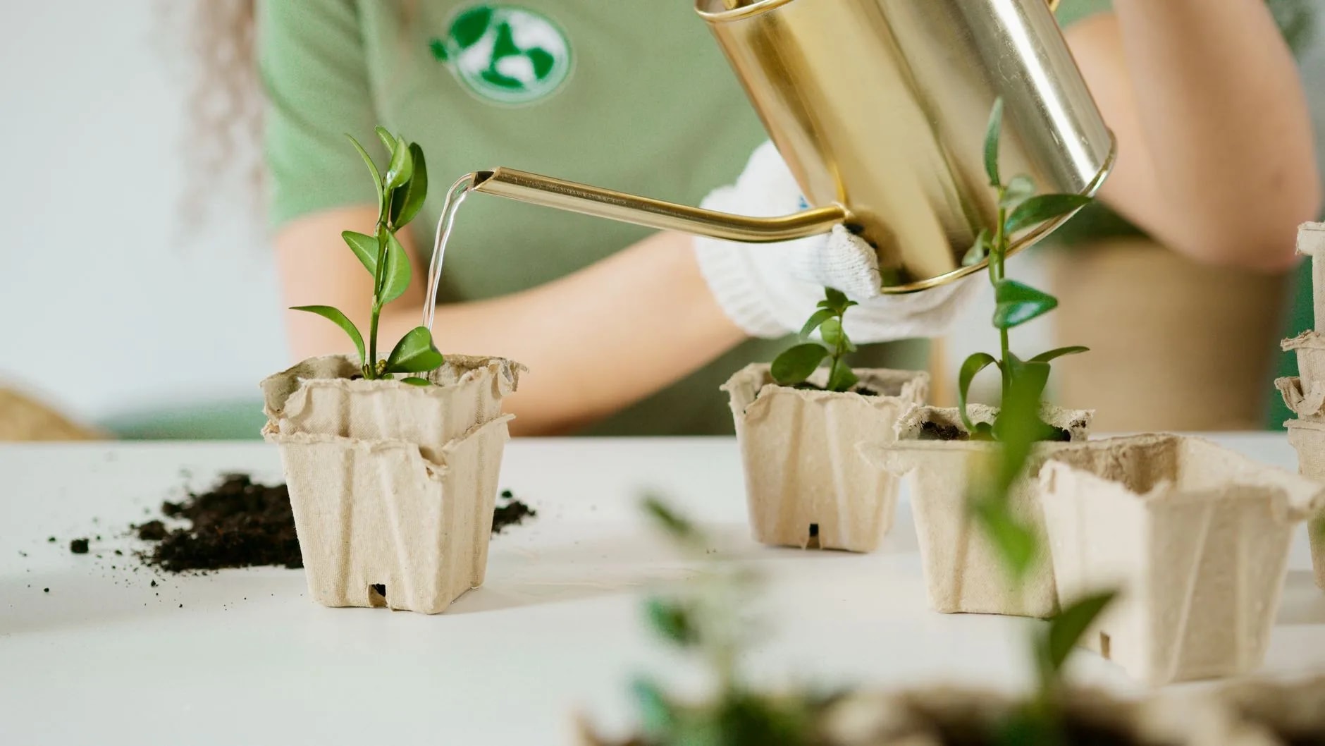 Semis en pots biodégradables arrosés à la main, illustration de l’événementiel responsable